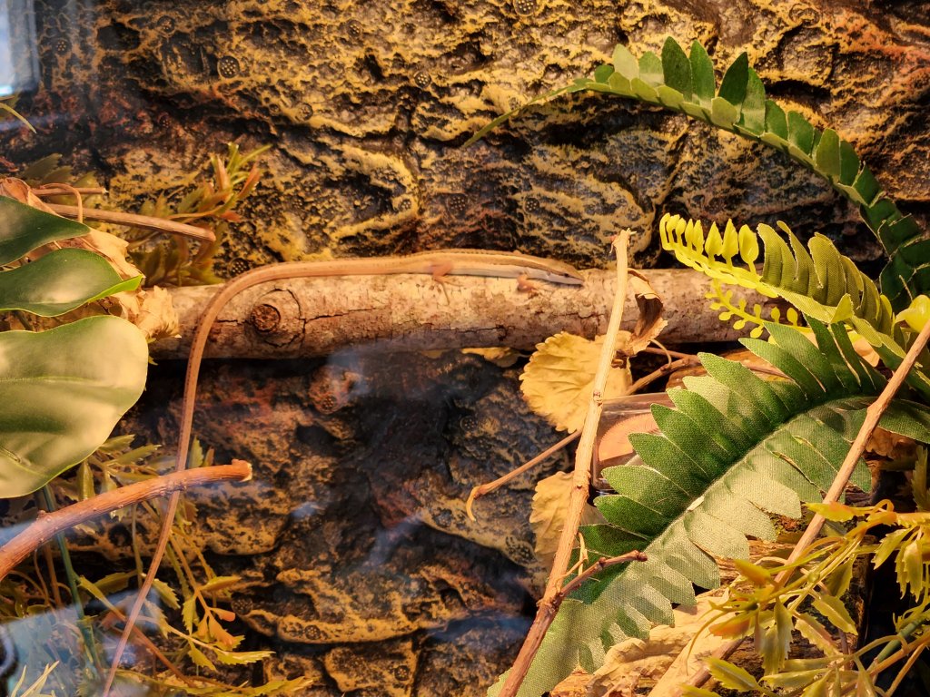 Some questions about long tail lizards Page 4 Our Reptile Forum