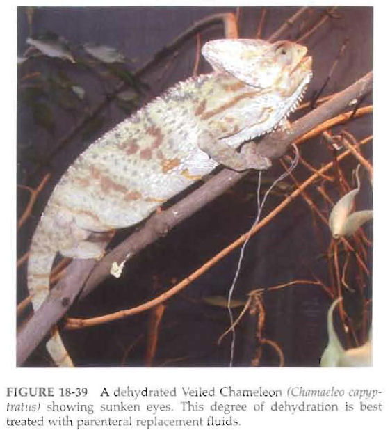 Reptile Nutritional Diseases Our Reptile Forum