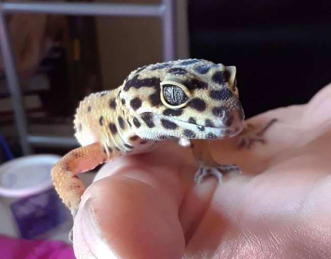 leopard gecko hamster ball