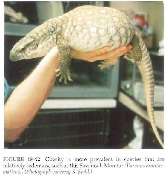 Reptile Nutritional Diseases Our Reptile Forum