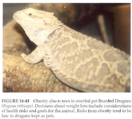 Reptile Nutritional Diseases Our Reptile Forum