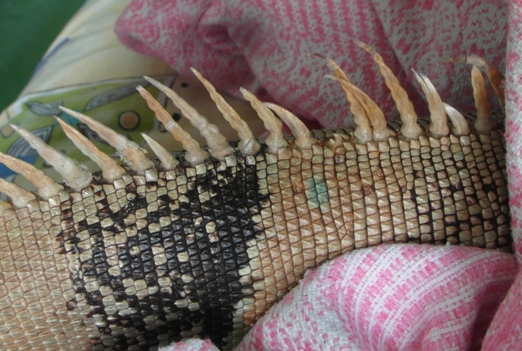 Grey tips of dorsal spikes Our Reptile Forum