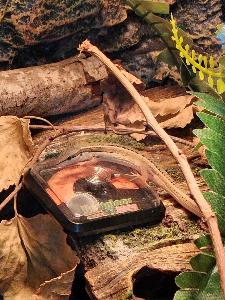 Some questions about long tail lizards Page 4 Our Reptile Forum