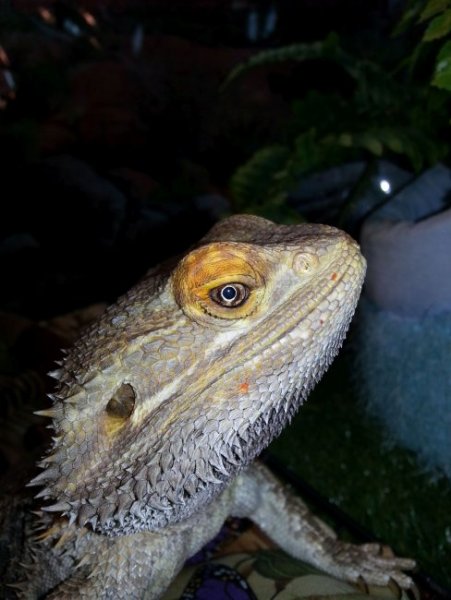 Bearded dragon going blind | Our Reptile Forum