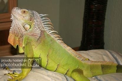 Why Is My Iguana Turning Brown? - ReptileStartUp.com